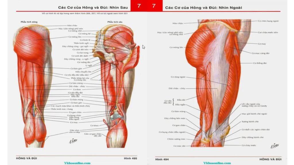 Các cơ được sử dụng khi chơi bóng rổ 1